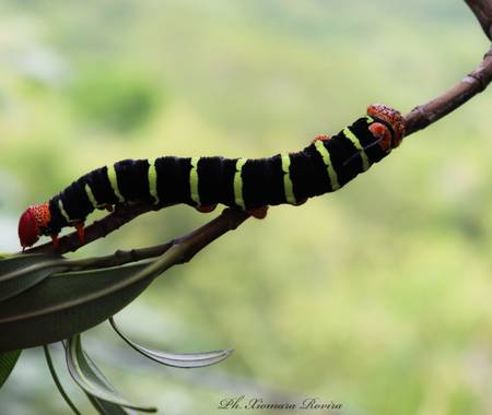 Xiomara Rovira  en Hamelin: Fauna  (Gigante), #photography #naturalezacolombia 