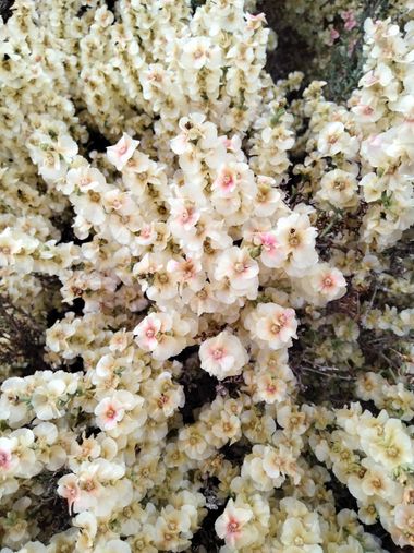 Solerantonio2 en Hamelin: Flora  (Rioja), Soda oppositifolia, Planta