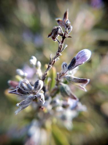 soniagallego71 en Hamelin: Flora,  #naturephotography #nature #naturaleza#natura#flowers #flores #flors#fleurs #primavera #primavera2021 #printemps  