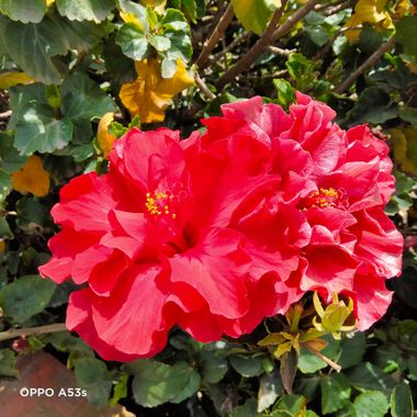 Solerantonio2 en Hamelin: Flora  (Almería), Hibiscus rosa-sinensis, Planta