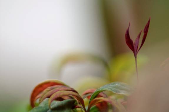 Azulmarino  en Hamelin: Flora  (Viver i Serrateix), El otro gran Mundo #naturaleza #frommypointofview #observa #composicion #naturephotography 