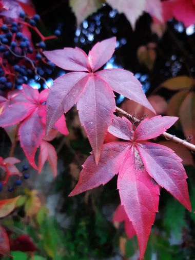 Mpinfante en Hamelin: Flora, Parthenocissus quinquefolia, Esta planta es llamada Enredadera de Virginia. 
No confundir con hiedra japonesa o parra de Japó...