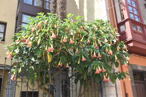 Solerantonio2 en Hamelin: Flora  (Cangas de Onís), Planta