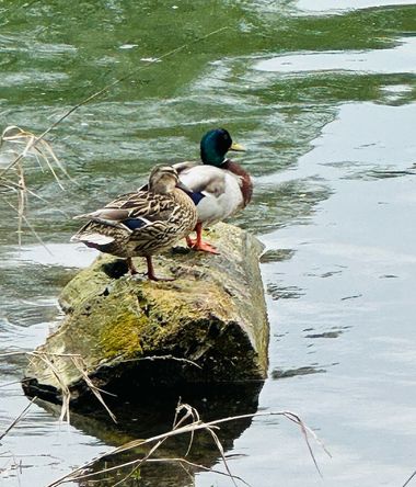 su en Hamelin: Fauna  (Sigmaringen), Anas platyrhynchos Linnaeus, 1758, #fauna #patos 