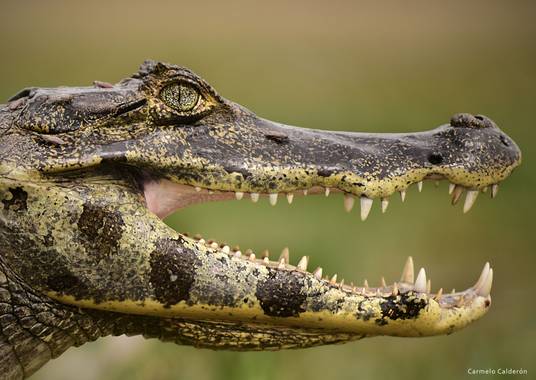 karmelo777 en Hamelin: Fauna  (San Ignacio), Caiman yacare yacare, #lagarto #yacaré #Amazonia #green #caimanyacaré 