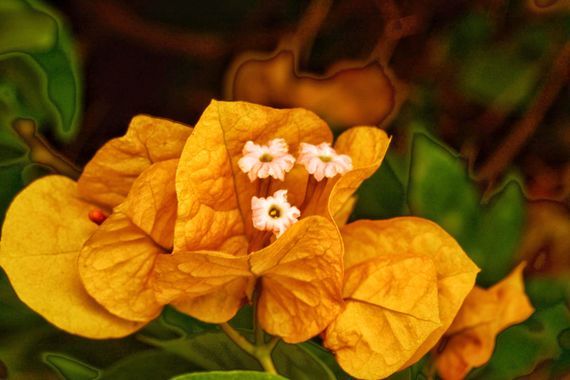 Juanatlantida82 en Hamelin: Flora, Bougainvillea spectabilis, Flores 