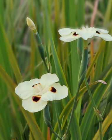 Mpinfante en Hamelin: Flora, Dietes bicolor, #flower# iris africano