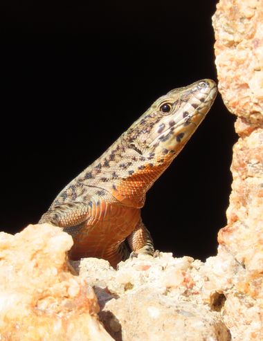 EduGlezPalomar en Hamelin: Fauna, Lagartija en S'Agaro (Spain). #fauna 