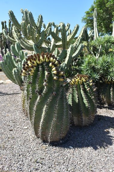 Solerantonio2 en Hamelin: Flora  (Camino del Sauce), Ferocactus herrerae, Cactus