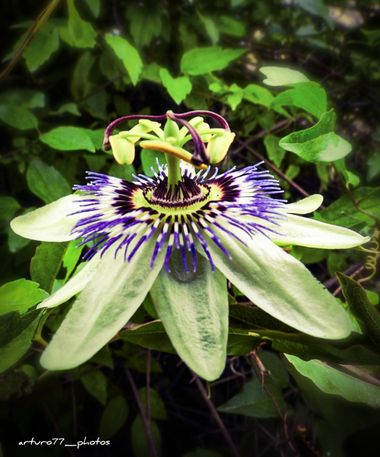 ARTURO  en Hamelin: Flora  (Olot), Passiflora caerulea, #flordelapasion 