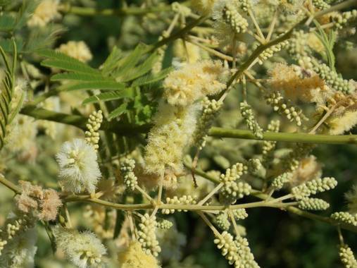 Juani✨ en Hamelin: Flora  (Victoria), Acacia mearnsii, El Ñapinda o Uña de gato, es un arbusto con pequeños aguijones que te atrapan al tocarlo.#flora21