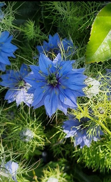 Lauratduch en Hamelin: Flora  (Barcelona), Nigella sativa, Flor