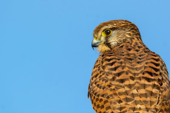 Ignicapillus en Hamelin: Fauna  (Sant Jaume d'Enveja), Falco tinnunculus Linnaeus, 1758, El cernícalo vulgar habita buena parte del Viejo Mundo (África, Eu...