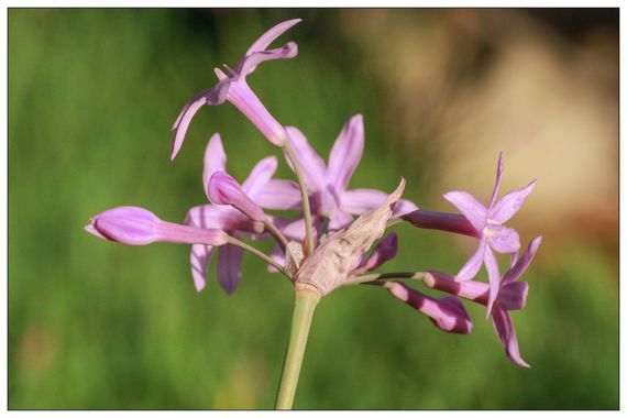 barbanegra707 en Hamelin: Flora  (Barcelona), Tulbaghia violacea, #ajossilvestres #cumplehamelin 