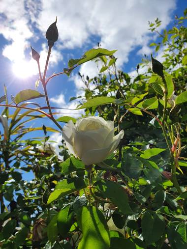 Patosantander16 en Hamelin: Flora, #NATURALEZA #pictures #fotografia #saturday 
