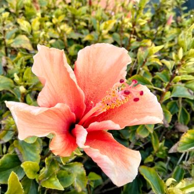 Solerantonio2 en Hamelin: Flora  (Almería), Hibiscus rosa-sinensis, Hibiscus Rosa sinensis