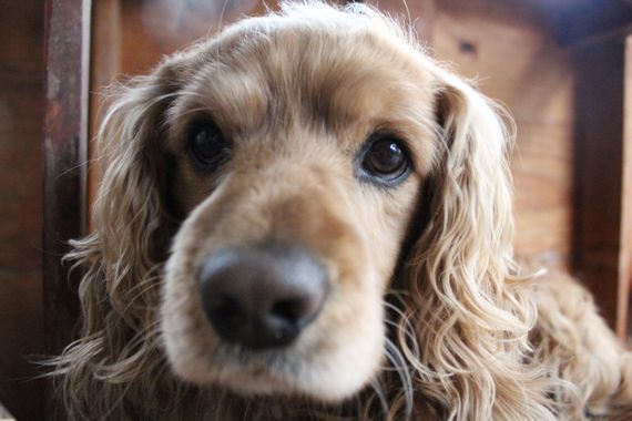 XxPrOzMeNxX en Hamelin: Fauna, #animal #augen #blond #dogphotography #ear #eyes #familia #familie #family #fell #fur #haustier #hund #mascotas #nariz #nos...
