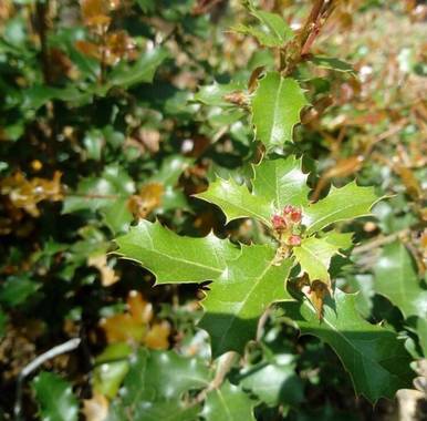 Fedilop en Hamelin: Flora  (Madrid)