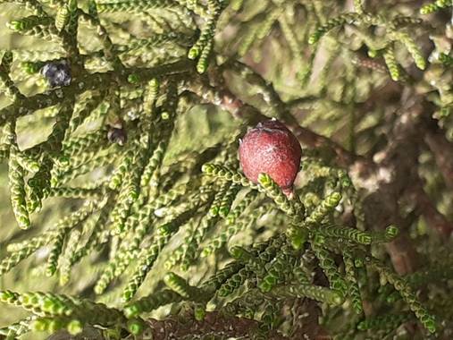 KDias en Hamelin: Flora, Juniperus phoenicea, ❤