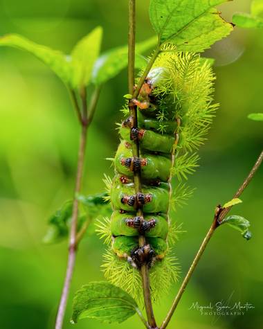 Miguel San Martín en Hamelin: Fauna  (Banderilla), Larva de polilla del género Automeris, se encontró cerca de un árbol de liquidambar (Liquidambar styraci...