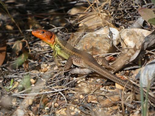 Sara Pérez en Hamelin: Fauna, Lagartija colilarga macho en celo