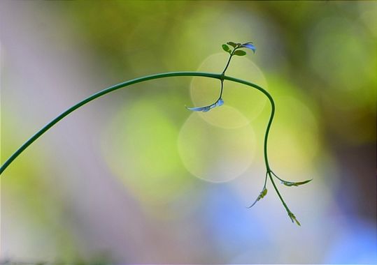 Montseimatges en Hamelin: Flora  (Cambrils), #naturaleza #verde #vegetacion on # plantas# bokeh