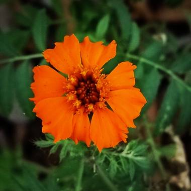 Olguin.jao en Hamelin: Flora  (Tres Valles), Flor de muertos
