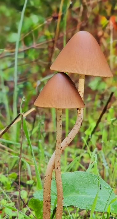 Idina21 en Hamelin: Observación, #hongos #hongo #invierno20 #naturaleza #nature #winter #invierno #andalucianice20 #mushrooms 