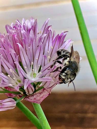 Marcbg en Hamelin: Flora  (Vinyols i els Arcs), Allium schoenoprasum, #flora21 #alliumsmpeloprasum #tomillo 
#abeja #aromaticas 