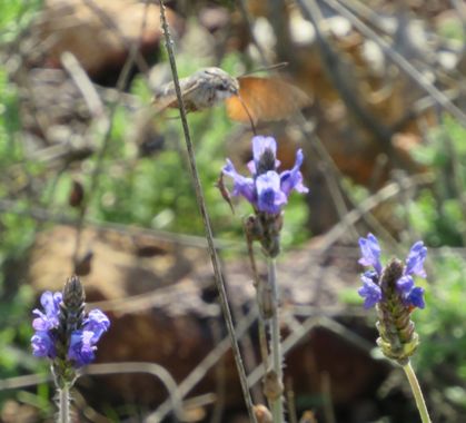 Solerantonio2 en Hamelin: Fauna  (Níjar), Insecto