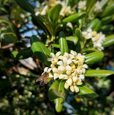 Mpinfante en Hamelin: Flora, Pittosporum tobira, #Este arbusto es llamado coloquialmente Azahar de la China, azarero. Su origen está en China y Japón. Per...