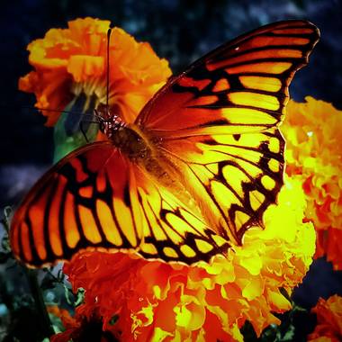 Navarroarevalomariateresa en Hamelin: Fauna  (Viesca), Hermosa mariposa!!!!