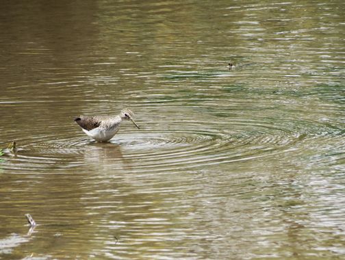 danielhincapie230979 en Hamelin: Fauna  (Rionegro), Tringa solitaria A.Wilson, 1813, #naturaleza #wildlife #nature #faunadecolombia #fauna #colombia #biodi...
