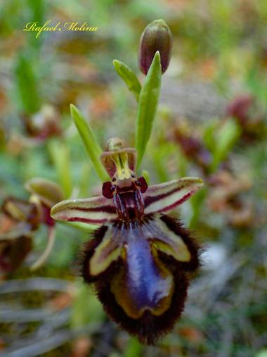 Rafael Molina  en Hamelin: Flora  (Málaga), Ophrys speculum, #invierno20#malaga#parque