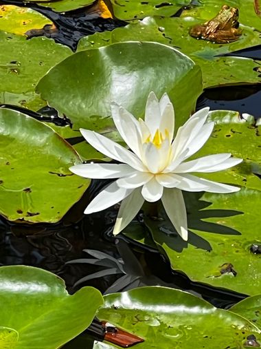 Eudimer20 en Hamelin: Flora, #agua #flores