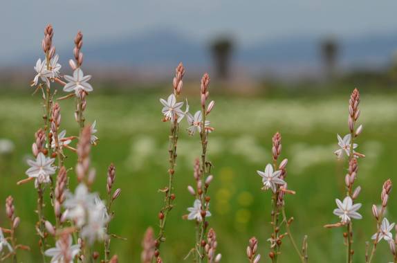 Azulmarino  en Hamelin: Flora  (El Prat de Llobregat), Asphodelus fistulosus, Varita de San José #frommypointofview #flores #varitadesanjose #primavera 