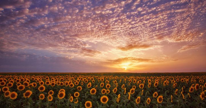 jacob86.rt en Hamelin: Paisaje  (Rota), #girasoles #atardecer #horadorada 