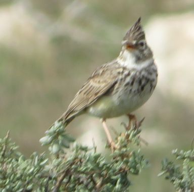 Solerantonio2 en Hamelin: Fauna  (Níjar), Cogujada comun
