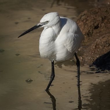 Kikojimenez1977 en Hamelin: Fauna, #garceta 