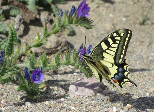 Solerantonio2 en Hamelin: Fauna  (Almería), Mariposa