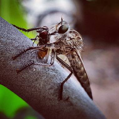Msanchezvasco en Hamelin: Fauna  (Ulldecona), Mosca depredadora o asesina. Inyecta unas enzimas neurotóxicas y proteoliticas a sus presas, la saliva sirve ...