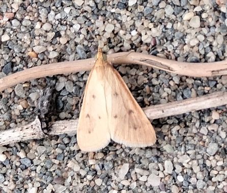 Solerantonio2 en Hamelin: Fauna  (Níjar), Insecto