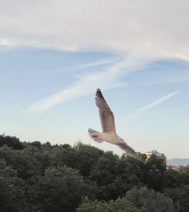 Mpinfante en Hamelin: Fauna, One ( more...) photo with my Phone.  Next time with my camera... Ohhh 😄😘🤭 #aves