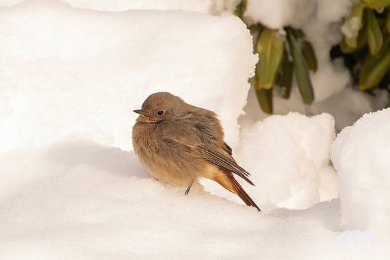 Martinezantonio.correo en Hamelin: Fauna  (Madrid), Phoenicurus ochruros (S.G.Gmelin, 1774), #invierno2020