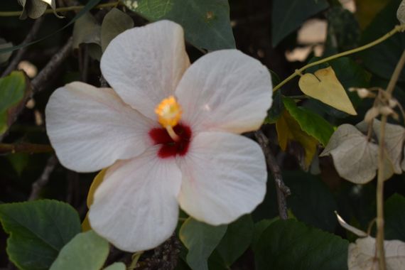 Solerantonio2 en Hamelin: Flora  (Avenida del Mediterráneo), Planta