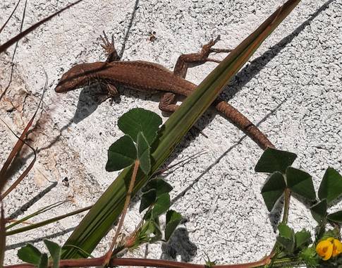 Naomi en Hamelin: Fauna  (Barcelona), 🦎