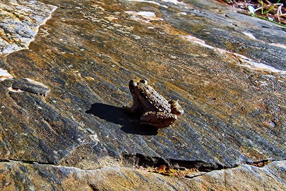 Yeyonazgul en Hamelin: Fauna  (Cazalla de la Sierra), Rana