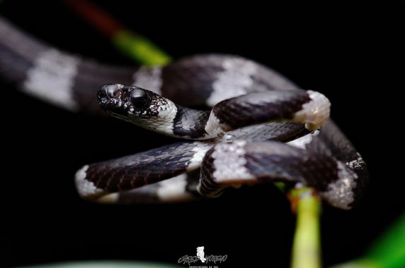 JaredMoreno59 en Hamelin: Fauna, D. tenuissima es una especie nocturna arborícola que se alimenta de caracoles y babosas, esta es una especie sumamente di...