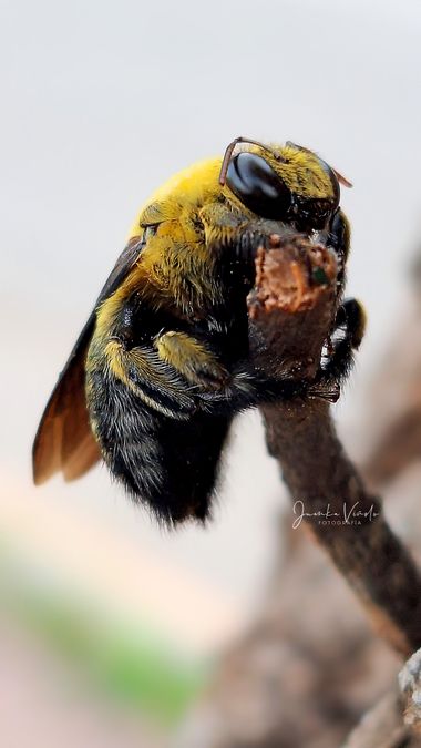 Juankafv en Hamelin: Fauna  (Málaga-Costa del Sol), Xylocopa pubescens Spinola, 1838, Esta abeja carpintera se puede diferenciar fácilmente por el mesosoma...