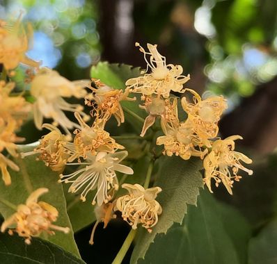 Naomi en Hamelin: Flora  (Barcelona), Tilia cordata, #flores 